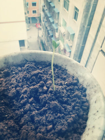 刚收到货，还不知道效果怎么样，