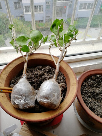 质量挺好，很满意。