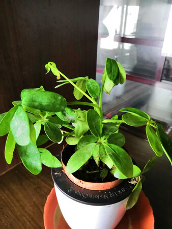 千万不要在网上买花，土搞得叶子脏死了，前一张是我在花市买的，才15块，还是磁盆