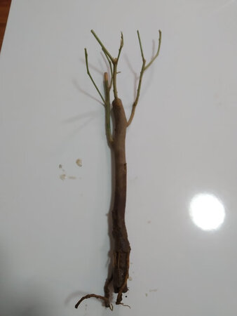 我认为是一棵花苗，原来是一个光棍，能活吗？
