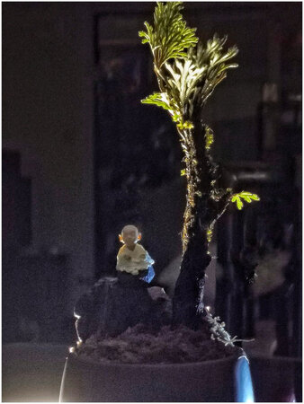 不错，泡了一天一夜的水，种起来作小盆景，青苔未长出来，先凑合着吧。