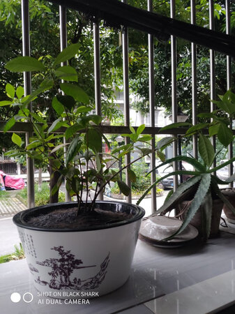 很棒吧，快递有点慢，但是那么远我还是能理解，一个盆子人家又不可能给你空运过来