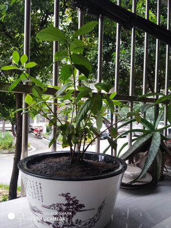 很棒吧，快递有点慢，但是那么远我还是能理解，一个盆子人家又不可能给你空运过来