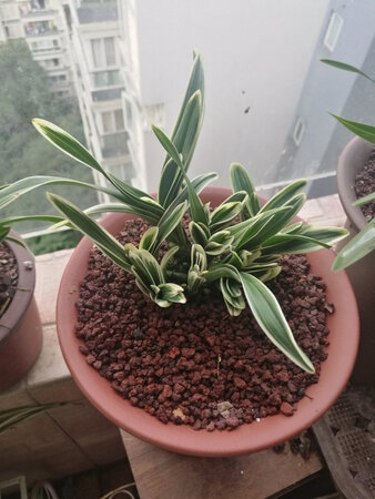 鲜活度还可以，苗数也多，就是都还没长大。