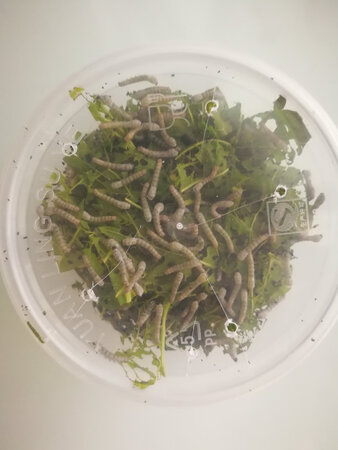蚕长得很快，商家给的蚕超多，值得购买?