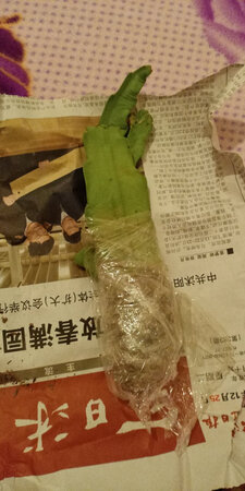 我已经收到，虽然看起来蔫儿的有点儿不太好，但是替我养过这花的经验来说，过不了几天它就会缓过劲儿来，因为这个活非常的好养活，哎呀，当时我买的时候没有考虑到，嗯，国庆节快来临了，但是就一看那花开的颜色，是真的挺好的，所以就下单买了，后来经过几天卫生，十一快到了会不会牵扯到这个快递的问题，过两天确定了，确实签收了，所以虽然女儿没有办法，过节嘛是大事，是，谢谢厂家，谢谢写快递公司，快递小哥辛苦了，但我觉得也不知道你们休息没休息，据我来说好像没休息，反正是真的挺辛苦的