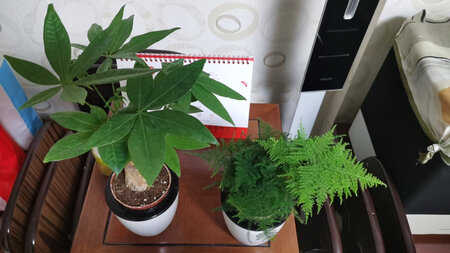 很精致花盆，自动吸水，好养活。