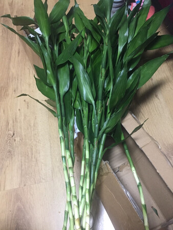包装完好，很茂盛，发货速度也能快