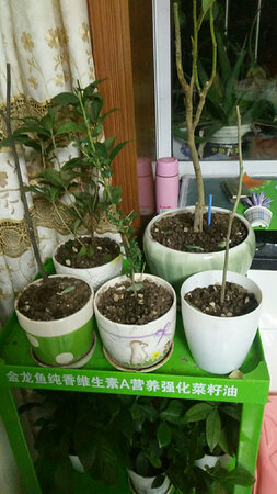 已种好等律发芽，到茂强