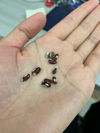 陈年豆，有虫咬