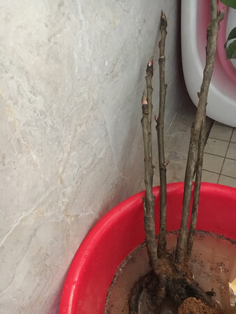 货物已经收到，迫不急待地种上，期待它生根发芽开花