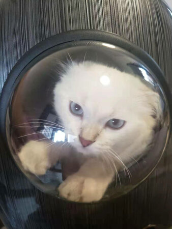 猫包质量很好，这次活动很给力，以后可以带猫猫出门了，太可爱了