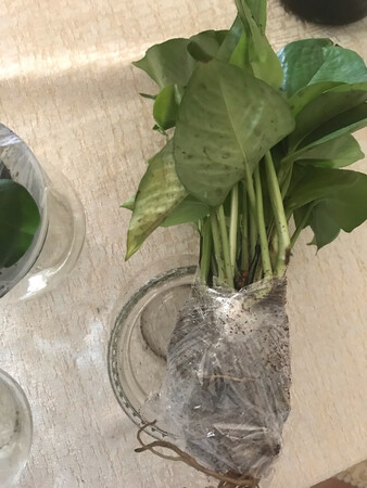 只能说惨不忍睹吧！