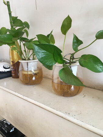 透明的啊，看着挺特别的啊……