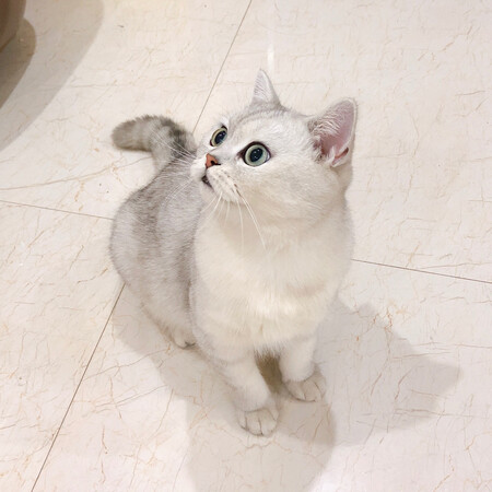 奶香味很好闻，就是颗粒有点大……