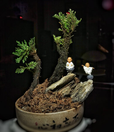 不错，泡了一天一夜的水，种起来作小盆景，青苔未长出来，先凑合着吧。