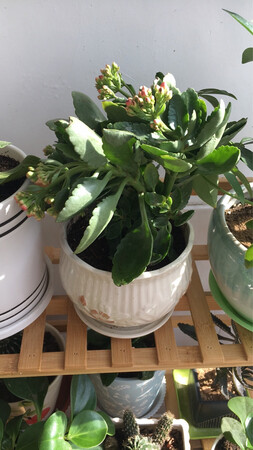 在商家买了好几回啦，回回都挺好，能开两次花，第一次开了橙色花，第二次开了粉色花，我们北方天气冷了，一到这个时候家里就想有鲜花，屋里有暖气，做在暖暖的屋子里，看着外面的雪花，欣赏的怒放的小花，再泡一杯咖啡，挺美好的小日子