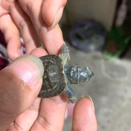 跟星期猫一样 没多久就得了腐皮疥疮