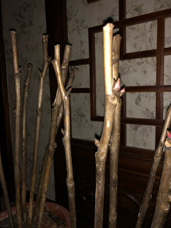路途遥远，足足发了五天才收到。根部只用保鲜膜进行了包裹。收到时看起来已经要干死了。抓紧时间进行种植。希望能看到发芽?，开花。冒昧的问一下店家，你为什么不发顺丰快递呢？是因为顺丰快递的价格高吗？结果就是等于发来几根杆把树枝