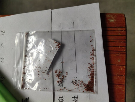 白玉娃种子真小，物流还可以。希望种了之后能发芽吧!
