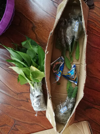 好苗，好包装干净整洁，好客服，好卖家，物流超快，值得信赖的卖家。快递员服务好。