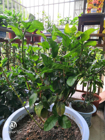 花已收到，还比较新鲜，希望能成活。。。。。