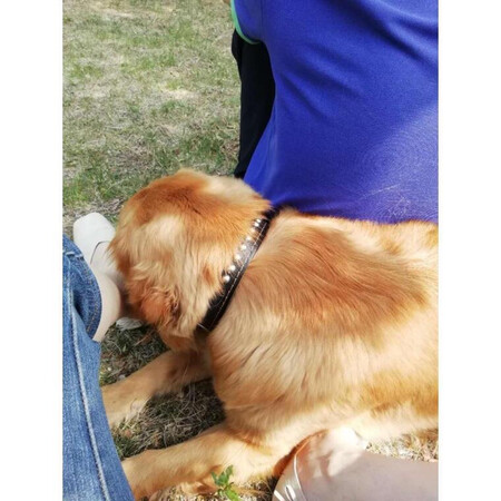 狗链很结实，拿在手里质感很好，给狗戴上超级拉风。好评啊。