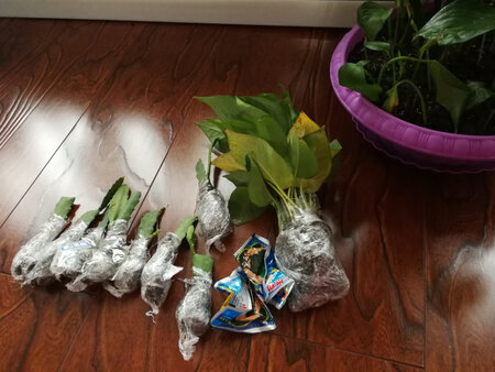 内心喜欢我的这些小苗，盼好苗茁壮成长推荐。