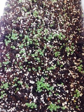 老板很专业，细心解答好多疑问，物流速度是超级快，包装很不错，还送了包肥料，刚收到货还没种上，等准备好了就开始了，正在期待中