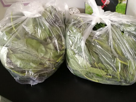买一包又赠了一包，这回蚕宝宝有的吃啦。