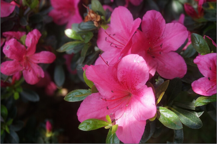 索尼(SONY) ILCE-5000L\/α5000 微单单镜套机