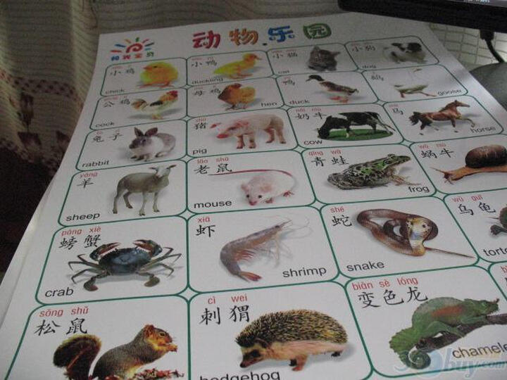 阳光宝贝大挂图:英文字母表--强烈鄙视偷书贼!