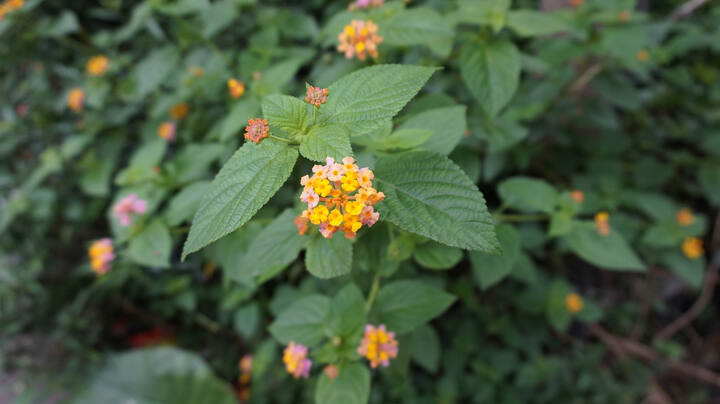 索尼(SONY) ILCE-5000L\/α5000 微单单镜套机