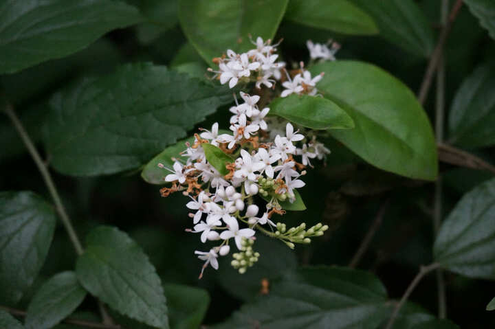 索尼(SONY) NEX-5TL 微单单镜套机 白色 (E P