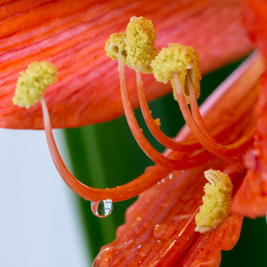 佳能(Canon) EF 100mm f/2 USM 远摄定焦镜头 套装 晒单图