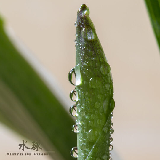 佳能(Canon) EF 100mm f/2 USM 远摄定焦镜头 套装 晒单图