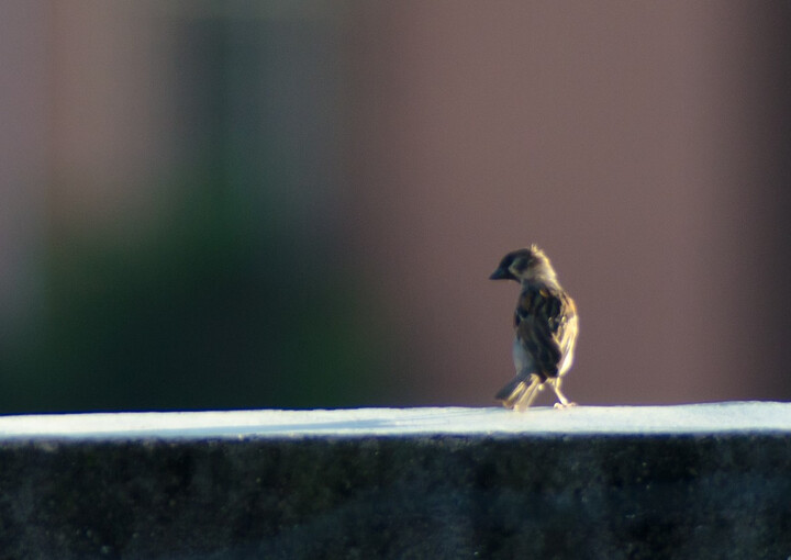 威摄(Walimex) 650-1300mm F8-16 FOR NIKO