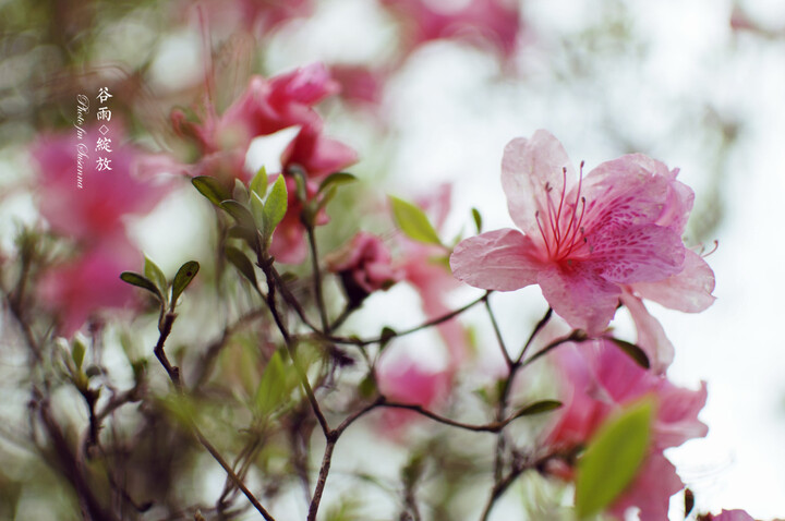 尼康(Nikon) AF-S DX 35mm f\/1.8G 镜头--虚化