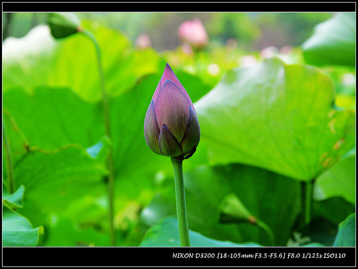 尼康D3200:相机防伪码在315网站查询是正品