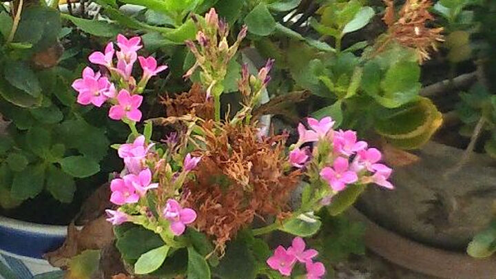 索尼(SONY)Xperia SP M35C 电信3G手机(黑色