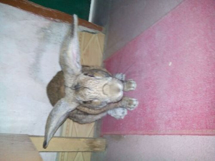 索尼(SONY)Xperia C S39h 3G手机(黑色)WCD