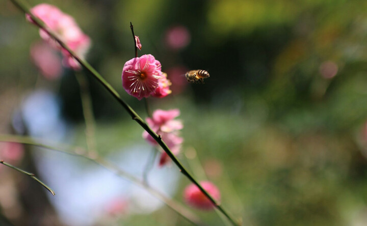 适马(SIGMA) ART 30mm F1.4 DC HSM (佳能卡