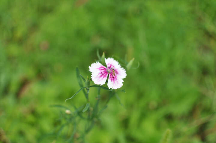 尼康(Nikon) AF-S DX 35mm f\/1.8G 镜头--配D9