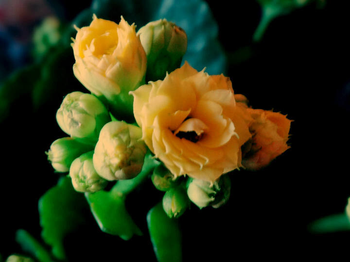 索尼(SONY) DSC-TX66 数码相机 红色(1820万