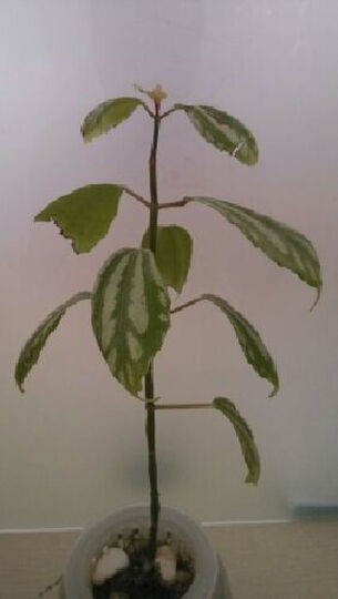 USB 11200mAh充电宝 陶瓷白--不好,数据线没