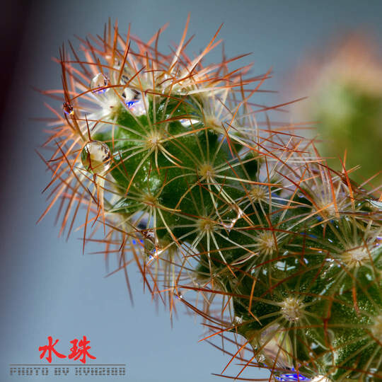 佳能(Canon) EF 100mm f/2 USM 远摄定焦镜头 套装 晒单图