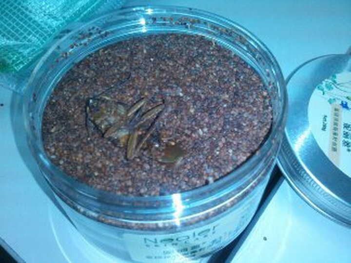 京东特价·妮丽雅泰国顶级海藻籽面膜200g去