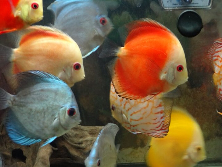 索尼(SONY) DSC-QX10 镜头式数码相机 白色