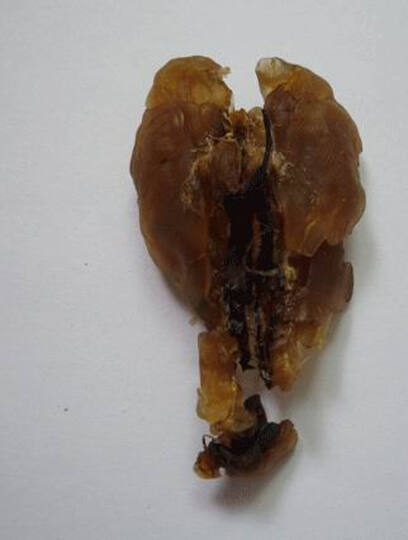 【蛙龄三年以上】礼亲堂 东北长白山雪蛤干 林