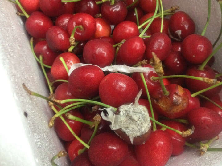 国产大樱桃(约1.5kg\/箱)新鲜水果\/空运直达--以